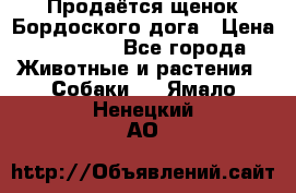 Продаётся щенок Бордоского дога › Цена ­ 37 000 - Все города Животные и растения » Собаки   . Ямало-Ненецкий АО